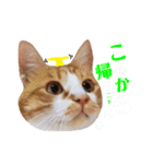 猫のいなり（個別スタンプ：18）