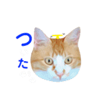 猫のいなり（個別スタンプ：19）