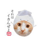 猫のいなり（個別スタンプ：21）