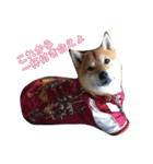 柴犬のハル（個別スタンプ：1）