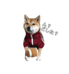 柴犬のハル（個別スタンプ：2）