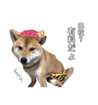 柴犬のハル（個別スタンプ：3）