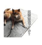 柴犬のハル（個別スタンプ：4）