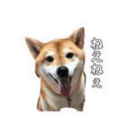 柴犬のハル（個別スタンプ：5）