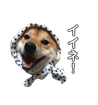 柴犬のハル（個別スタンプ：6）