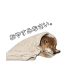 柴犬のハル（個別スタンプ：7）