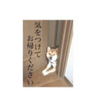 柴犬のハル（個別スタンプ：8）