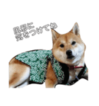 柴犬のハル（個別スタンプ：9）