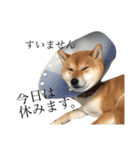 柴犬のハル（個別スタンプ：10）