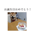 柴犬のハル（個別スタンプ：11）