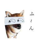 柴犬のハル（個別スタンプ：12）