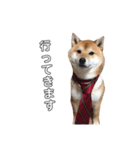 柴犬のハル（個別スタンプ：13）