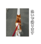柴犬のハル（個別スタンプ：15）
