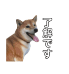 柴犬のハル（個別スタンプ：16）