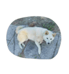 しろいぬのはな（個別スタンプ：34）