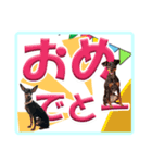 ミニピン デカ文字 感謝とお祝い（個別スタンプ：1）