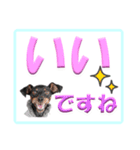 ミニピン デカ文字 感謝とお祝い（個別スタンプ：10）