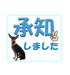 ミニピン デカ文字 感謝とお祝い（個別スタンプ：14）