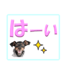 ミニピン デカ文字 感謝とお祝い（個別スタンプ：15）