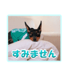 ミニピン デカ文字 感謝とお祝い（個別スタンプ：21）
