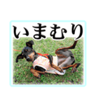 ミニピン デカ文字 感謝とお祝い（個別スタンプ：23）