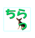 ミニピン デカ文字 感謝とお祝い（個別スタンプ：24）