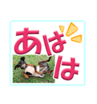 ミニピン デカ文字 感謝とお祝い（個別スタンプ：28）