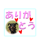 ミニピン デカ文字 感謝とお祝い（個別スタンプ：29）
