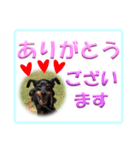 ミニピン デカ文字 感謝とお祝い（個別スタンプ：30）