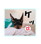 ミニピン デカ文字 感謝とお祝い（個別スタンプ：34）