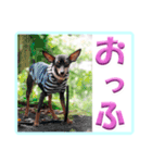 ミニピン デカ文字 感謝とお祝い（個別スタンプ：35）