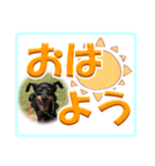 ミニピン デカ文字 感謝とお祝い（個別スタンプ：38）