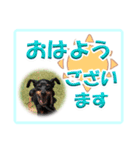 ミニピン デカ文字 感謝とお祝い（個別スタンプ：39）