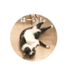 くまお部屋 3 (こぐまも増えた！)（個別スタンプ：5）
