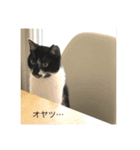 くまお部屋 3 (こぐまも増えた！)（個別スタンプ：10）