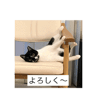 くまお部屋 3 (こぐまも増えた！)（個別スタンプ：13）