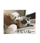 くまお部屋 3 (こぐまも増えた！)（個別スタンプ：14）