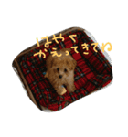 トイプードルの雛（個別スタンプ：3）