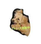 トイプードルの雛（個別スタンプ：10）