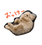 トイプードルの雛（個別スタンプ：27）