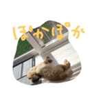 トイプードルの雛（個別スタンプ：28）