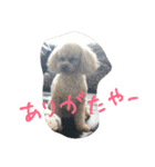 トイプードルの雛（個別スタンプ：31）