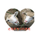 こひつじレターその2（個別スタンプ：7）