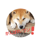 コロコロ ころ太 3（個別スタンプ：1）
