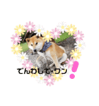 コロコロ ころ太 3（個別スタンプ：13）