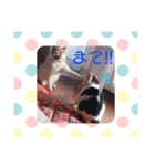 猫まみれ色々03（個別スタンプ：3）