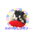 猫まみれ色々03（個別スタンプ：8）