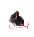 フレンチブルドッグ by Rosinyan4（個別スタンプ：6）