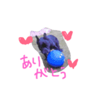 フレンチブルドッグ by Rosinyan4（個別スタンプ：12）