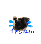 フレンチブルドッグ by Rosinyan4（個別スタンプ：14）